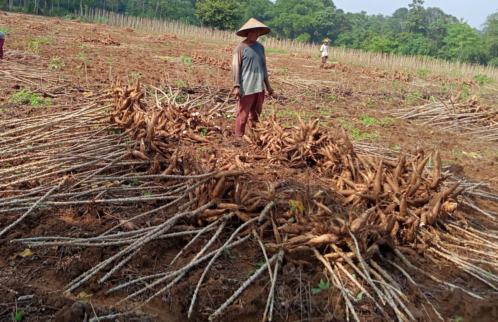 Harga Singkong Mesuji Capai