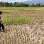 Persawahan Mengalami Kekeringan, Dinas Pertanian Mesuji Melakukan Pengecekan