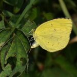 Fenomena Kupu-Kupu Kuning yang Memukau di Kuningan